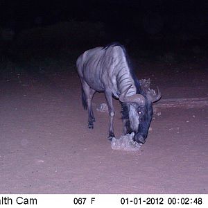 Trail Camera Namibia