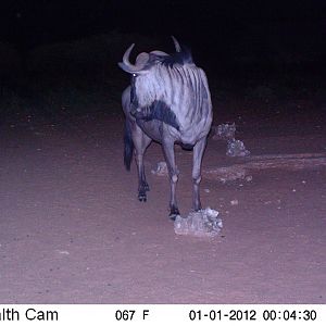 Trail Camera Namibia