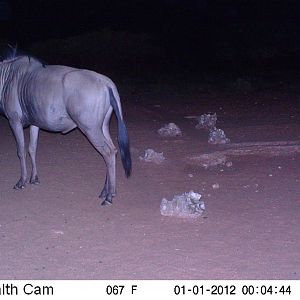 Trail Camera Namibia