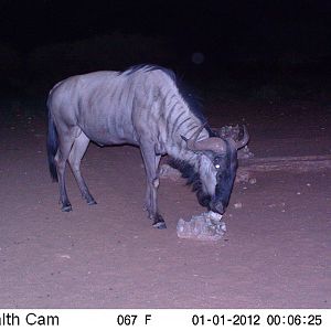 Trail Camera Namibia