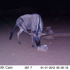 Trail Camera Namibia