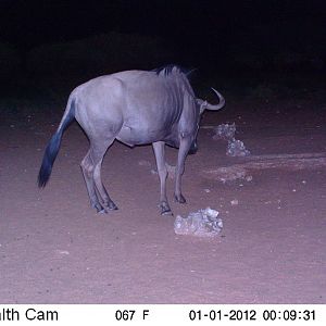 Trail Camera Namibia