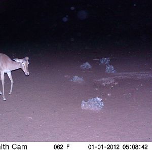 Trail Camera Namibia