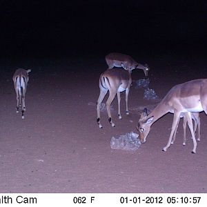 Trail Camera Namibia