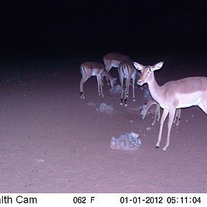 Trail Camera Namibia