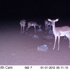 Trail Camera Namibia