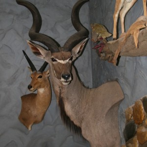 Kudu Wall Pedestal