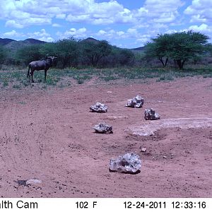 Trail Camera Namibia