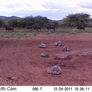 Trail Camera Namibia