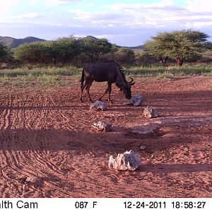 Trail Camera Namibia