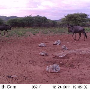 Trail Camera Namibia