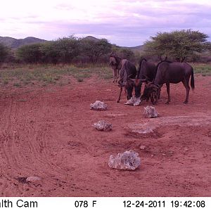 Trail Camera Namibia