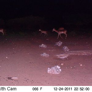 Trail Camera Namibia