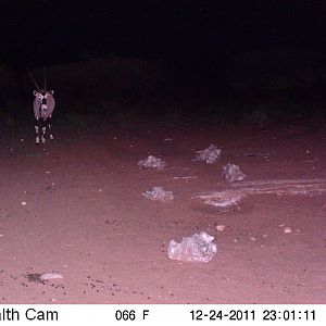 Trail Camera Namibia