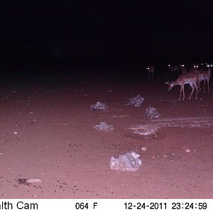 Trail Camera Namibia