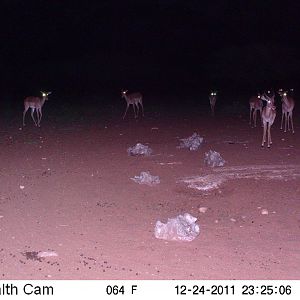 Trail Camera Namibia