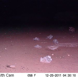 Trail Camera Namibia