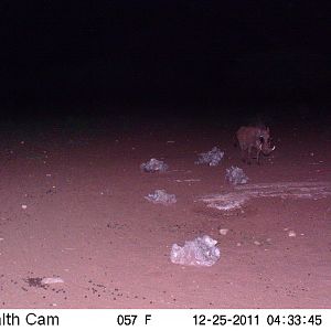 Trail Camera Namibia