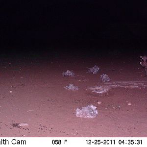 Trail Camera Namibia