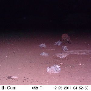 Trail Camera Namibia