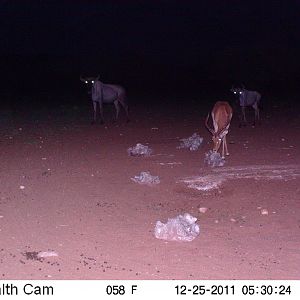 Trail Camera Namibia