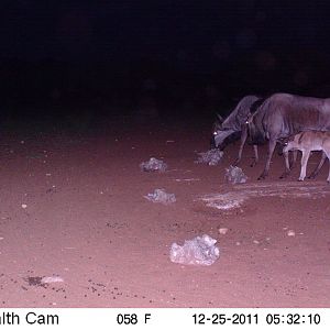 Trail Camera Namibia