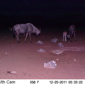 Trail Camera Namibia