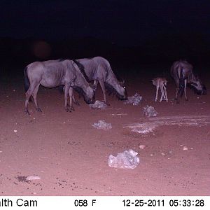 Trail Camera Namibia