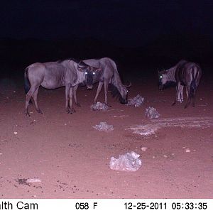 Trail Camera Namibia