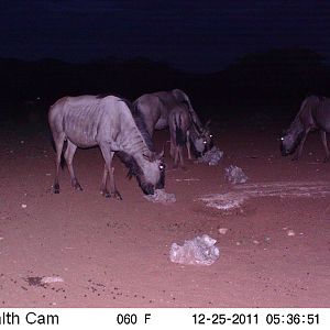 Trail Camera Namibia