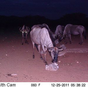 Trail Camera Namibia