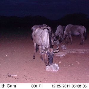 Trail Camera Namibia