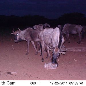 Trail Camera Namibia