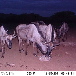 Trail Camera Namibia