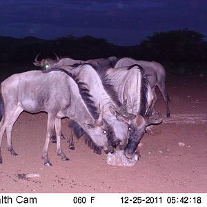 Trail Camera Namibia