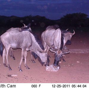 Trail Camera Namibia