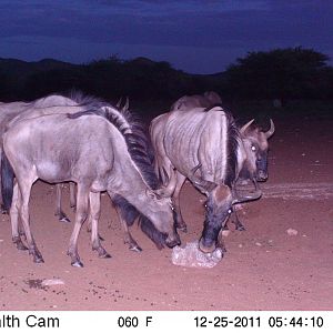 Trail Camera Namibia