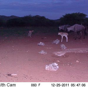 Trail Camera Namibia