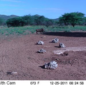 Trail Camera Namibia