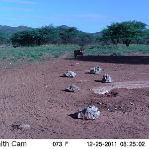 Trail Camera Namibia