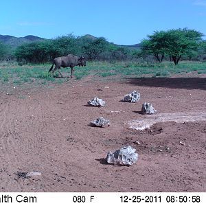 Trail Camera Namibia