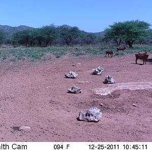 Trail Camera Namibia