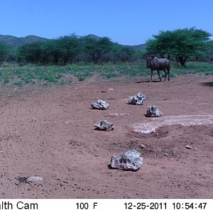 Trail Camera Namibia