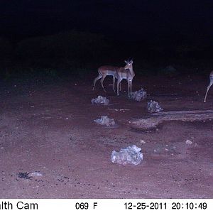 Trail Camera Namibia