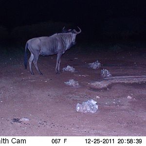 Trail Camera Namibia