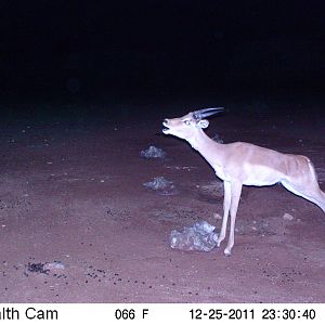 Trail Camera Namibia