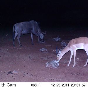 Trail Camera Namibia