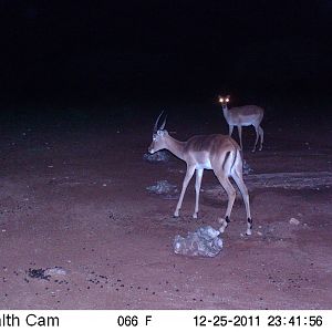 Trail Camera Namibia