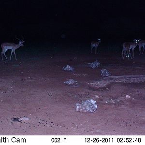 Trail Camera Namibia