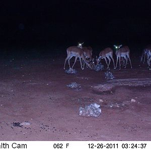 Trail Camera Namibia